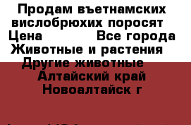 Продам въетнамских вислобрюхих поросят › Цена ­ 2 500 - Все города Животные и растения » Другие животные   . Алтайский край,Новоалтайск г.